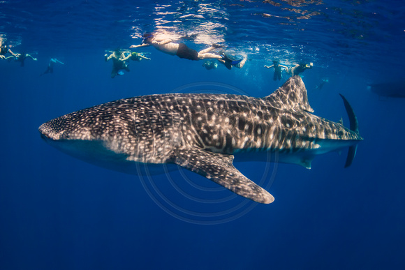IMG.5319 Whale Shark Rhincodon typus