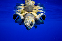 IMG.6226 Olive Ridley Sea Turtle (Lepidochelys olivacea)