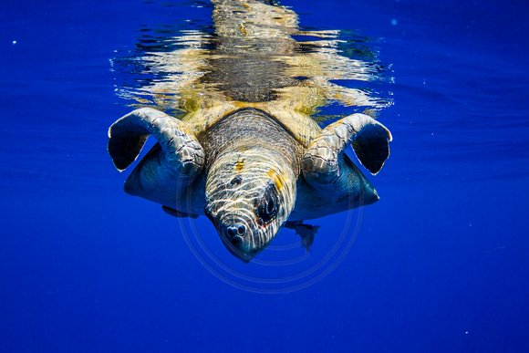 IMG.6226 Olive Ridley Sea Turtle (Lepidochelys olivacea)