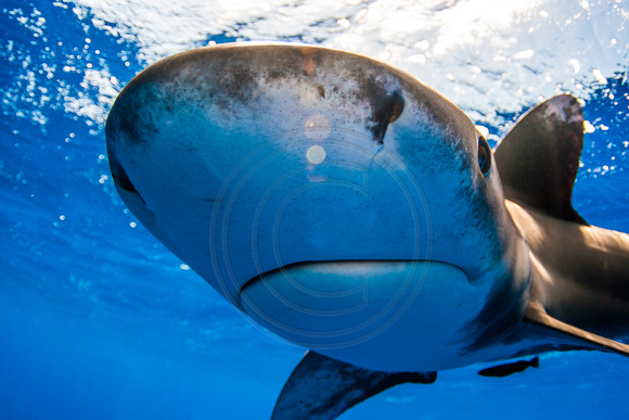 IMG.5670 Oceanic White Tip Shark Carcharhinus longimanus