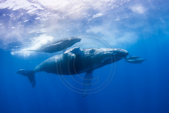 IMG.6915 Humpback Whales Megaptera novaeangliae Mother/Calf  Bottlenose Dolphins Tursiops truncatus