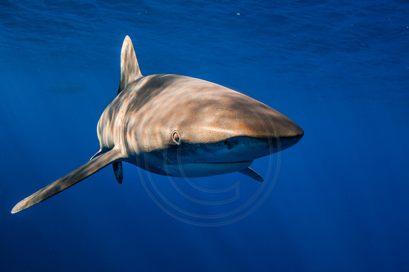 IMG.4480 Oceanic White Tip Shark Carcharhinus longimanus
