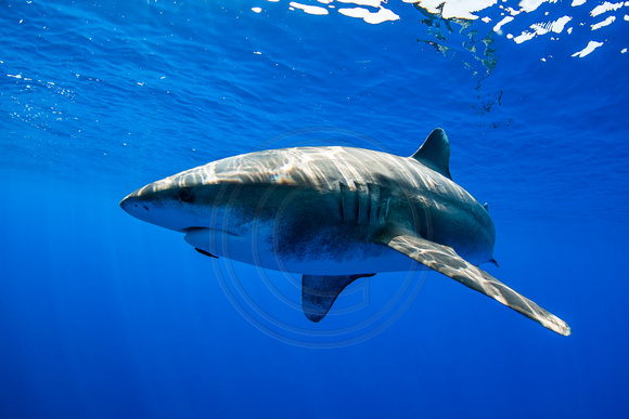 IMG.4018 Oceanic White Tip Shark Carcharhinus longimanus