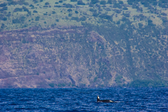 IMG.5221 Killer Whale (Orcinus orca) & cliff of Kealakekua Bay