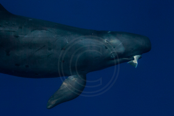 IMG.5194 False Killer Whale Pseudorca crassidens eating a fish