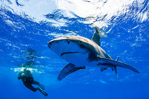 IMG.5666 Oceanic White Tip Shark Carcharhinus longimanus