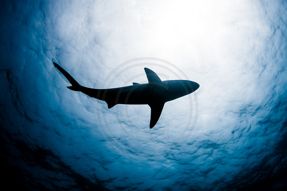 IMG.4509 Grey Reef Shark (Carcharhinus amblyrhynchos) Silhouette