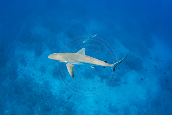 IMG.9296 Grey Reef Shark Carcharhinus amblyrhynchos