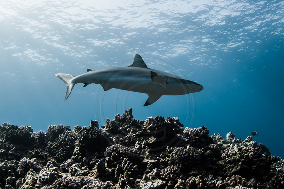 IMG.2166 Grey Reef Shark (Carcharhinus amblyrhynchos)