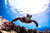 IMG.0766 Green Sea Turtle (Chelonia mydas)