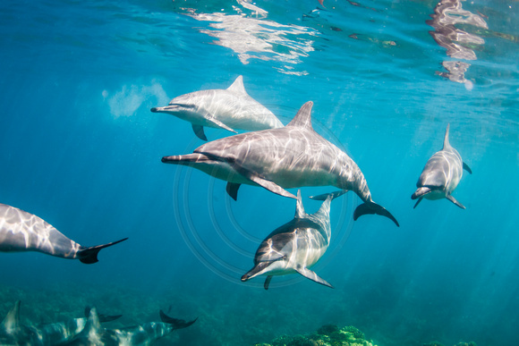IMG.8165 Hawaiian Spinner Dolphins Stenella longirostris