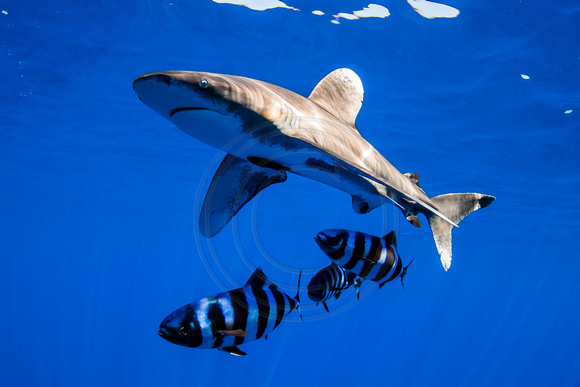 IMG.9117 Oceanic White Tip Shark Carcharhinus longimanus