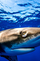 IMG.5557 Oceanic White Tip Shark (Carcharhinus longimanus)