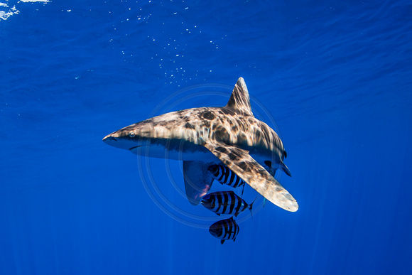 IMG.9133 Oceanic White Tip Shark Carcharhinus longimanus