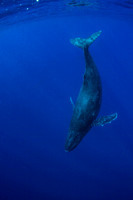 IMG.4157 Humpback Whale Megaptera novaeangliae