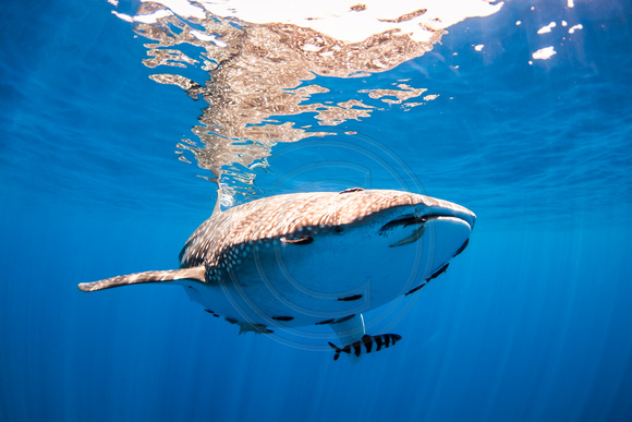 IMG.8750 Whale Shark (Rhincodon typus)