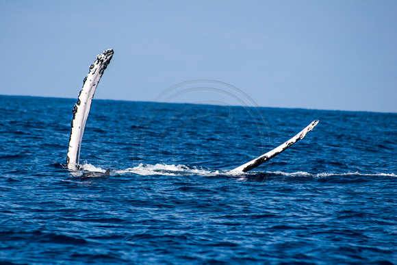 IMG.2809  Humpback Whale (Megaptera novaeangliae) w/ Hawaiian Spinner Dolphin (Stenella longirostris)