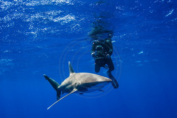 IMG.5616 Oceanic White Tip Shark Carcharhinus longimanus
