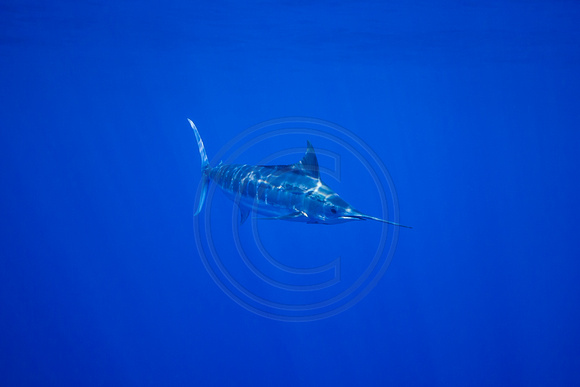 IMG.6990 Blue Marlin (Makaira mazara)