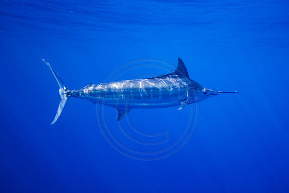 IMG.6985 Blue Marlin (Makaira mazara)