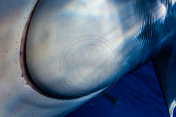 IMG.9203 Oceanic White Tip Shark Carcharhinus longimanus