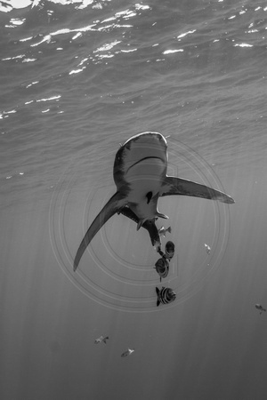 IMG.9141 Oceanic White Tip Shark Carcharhinus longimanus