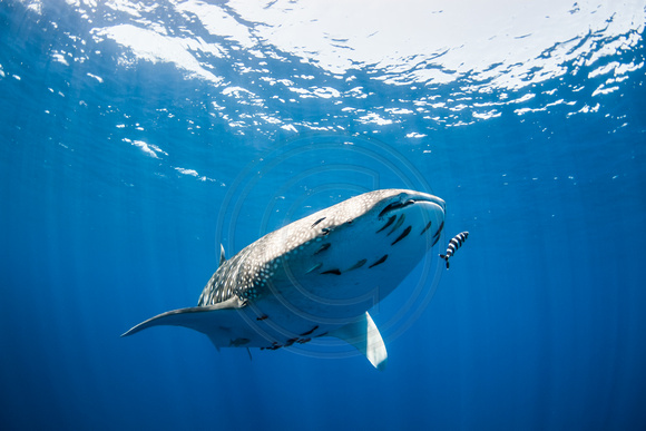 IMG.8884 Whale Shark (Rhincodon typus)