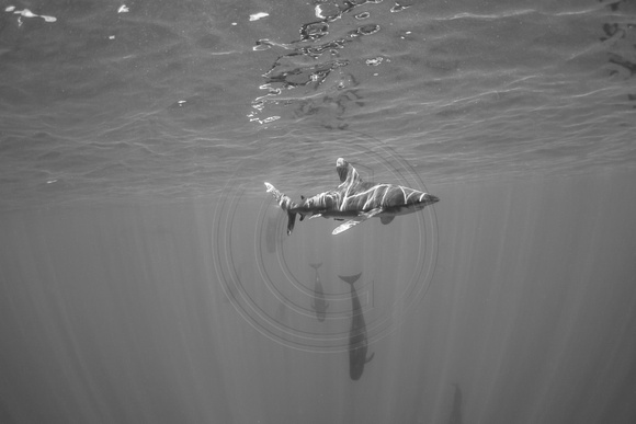 IMG.9472 Oceanic White Tip Shark (Carcharhinus longimanus) w/ Short Finned Pilot Whales (Globicephala macrorhynchus)