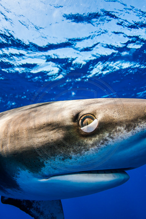 IMG.5557 Oceanic White Tip Shark Carcharhinus longimanus