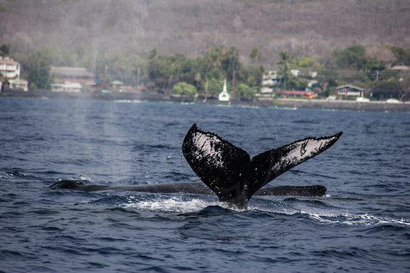 IMG.2984 Humpback Whale (Megaptera novaeangliae)