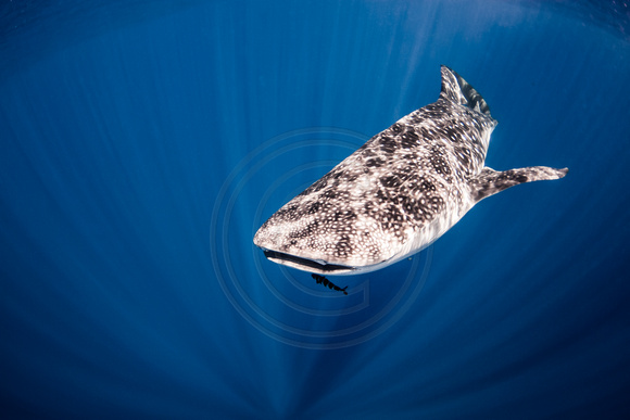 IMG.8869 Whale Shark (Rhincodon typus)