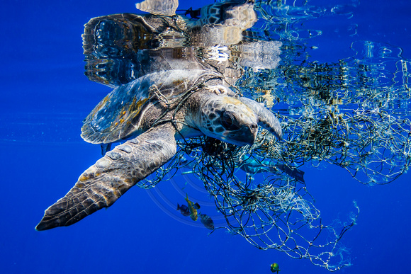 IMG.1657 Olive Ridley Sea Turtle (Lepidochelys olivacea) Stuck in net