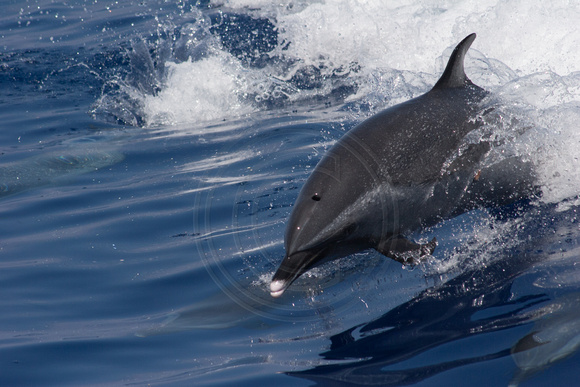 IMG.3089 Pantropical Spotted Dolphin (Stenella attenuata)