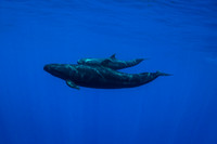 IMG.4787 False Killer Whales Pseudorca crassidens