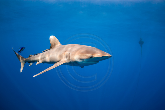 IMG.1438 Oceanic White Tip Shark (Carcharhinus longimanus)