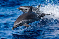 IMG.1477 Pantropical Spotted Dolphin (Stenella attenuata)
