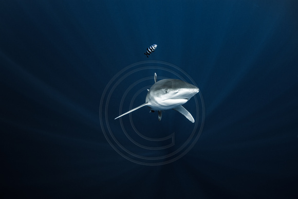 IMG.1460 Oceanic White Tip Shark (Carcharhinus longimanus)