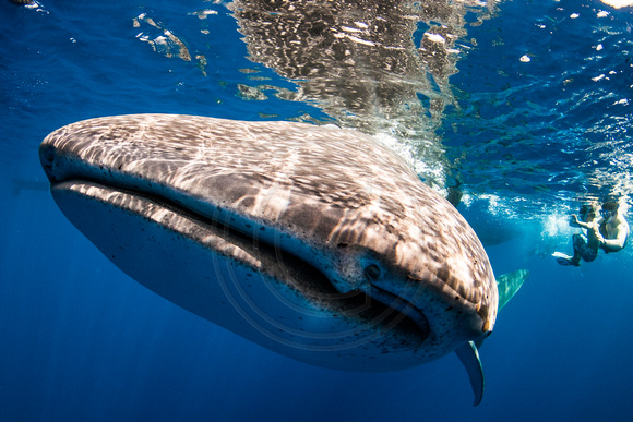 IMG.5391 Whale Shark Rhincodon typus