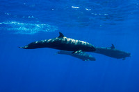 IMG.5177 False Killer Whales Pseudorca crassidens