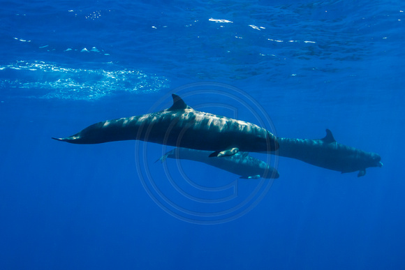 IMG.5177 False Killer Whales Pseudorca crassidens
