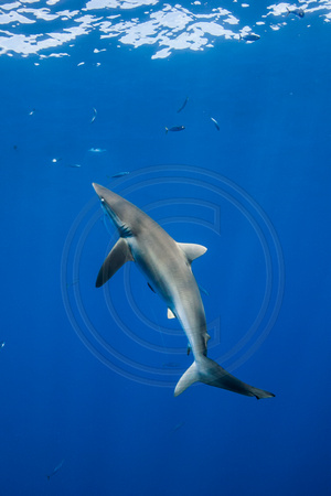 IMG.0867 Silky Shark (Carcharhinus falciformis)