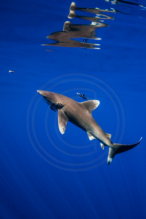 IMG.4287 Oceanic White Tip Shark (Carcharhinus longimanus)