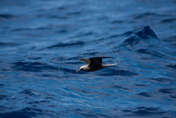 IMG.0339 Black Noddy Tern (Anous minutus)