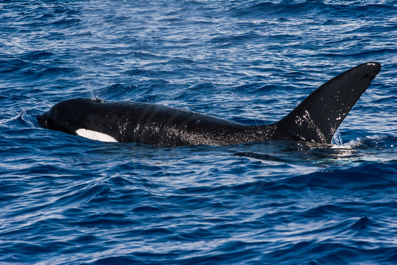 IMG.5282 Killer Whale (Orcinus orca)