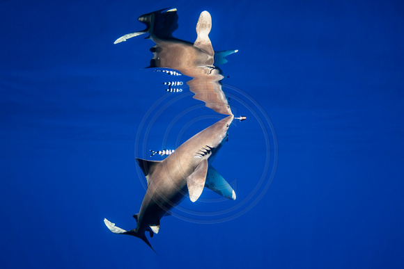 IMG.4300 Oceanic White Tip Shark (Carcharhinus longimanus)
