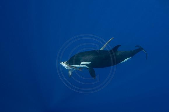 IMG_7516 Killer Whale (Orcinus orca) eating Bigeye Thresher Shark (Alopias superciliosus)