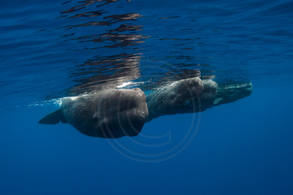 IMG.7860 Sperm Whales (Physeter macrocephalus)