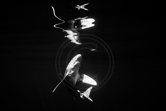 IMG,4295 Oceanic White Tip Shark (Carcharhinus longimanus)