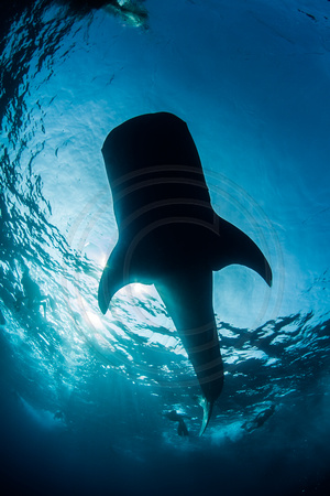 IMG.1507 Whale Shark (Rhincodon typus)