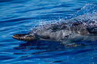 IMG.4821 Pantropical Spotted Dolphin (Stenella attenuata)